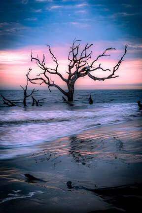 fa015-driftwood-beach-6767
