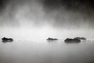 n010-foggycrossing