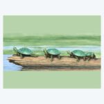 Watercolor in Drybrush: Wildlife and Nature’s Elements with instructor Alan R. Young - The Art Center in Blue Ridge, GA